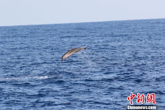 鲸类抹香鲸,搁浅抹香鲸成功放归深海首次成功