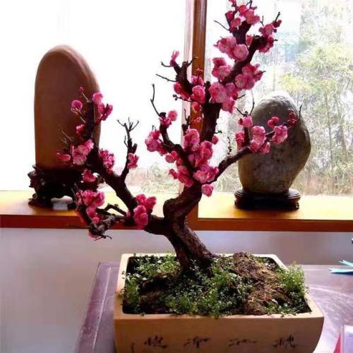 红梅盆景如何制作干花视频,红梅盆景制作