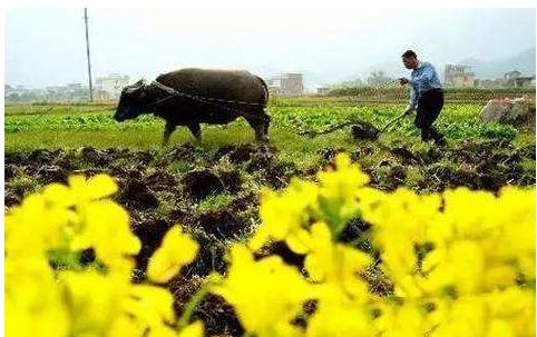 今日春分,关于春分节气的5个习俗和3个禁忌,你都知道吗?