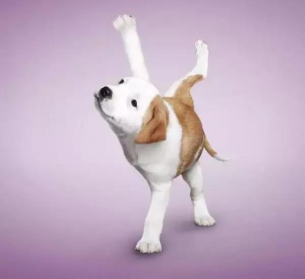 狗狗常见皮肤病种类,狗狗臀部常见皮肤病