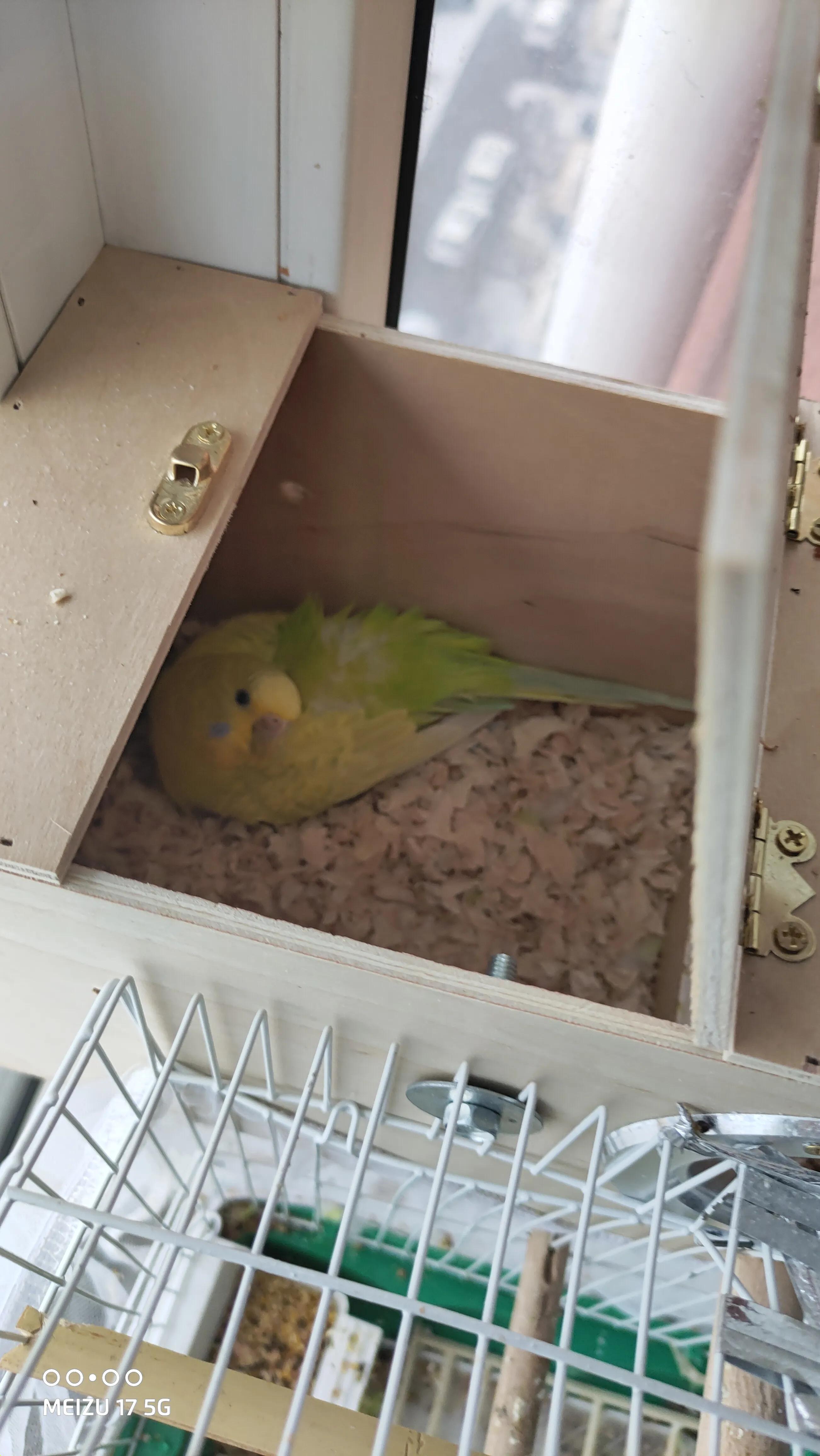 虎皮鹦鹉繁殖,育雏期虎皮鹦鹉喂养