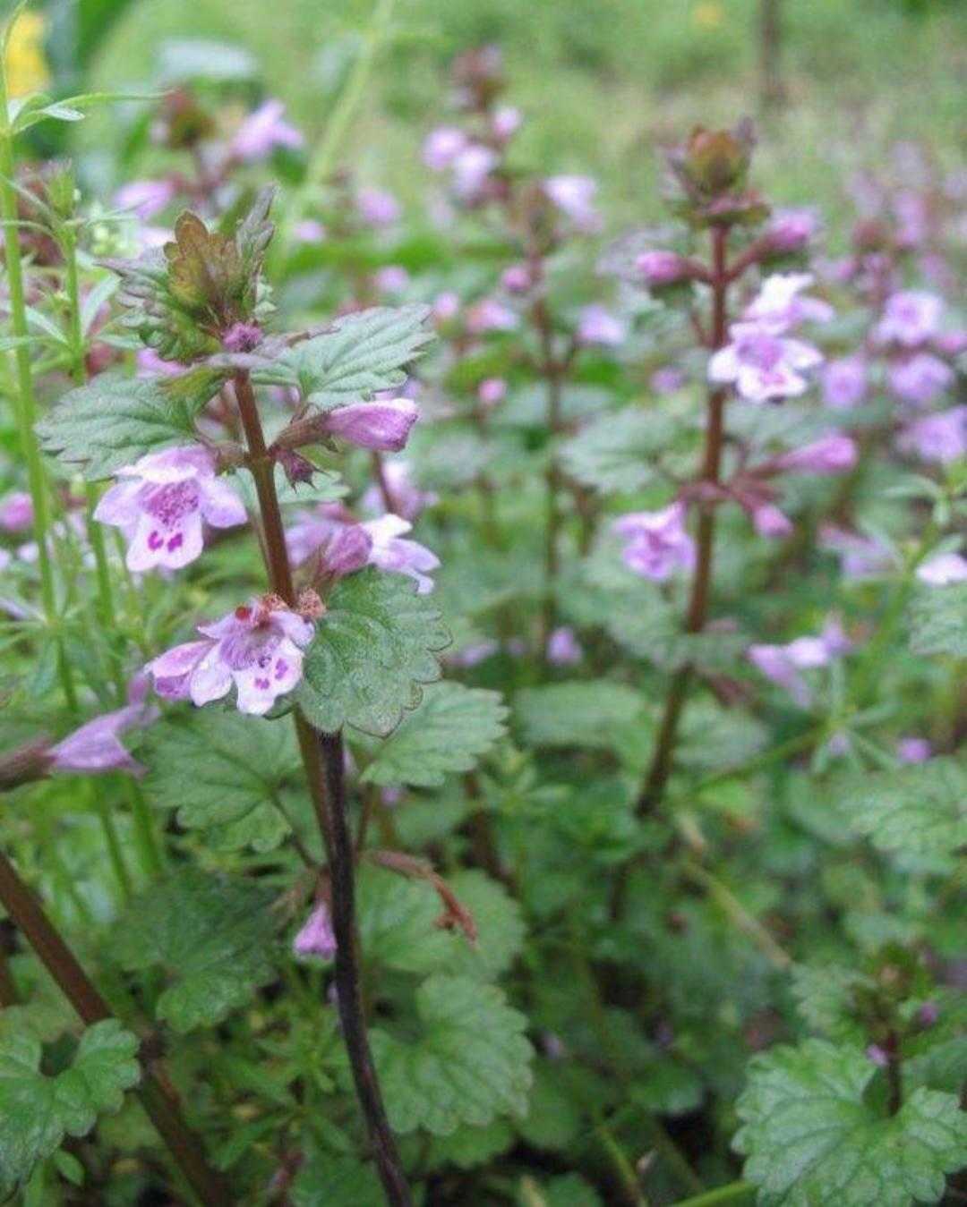 活血丹功效主治,活血丹野草图片