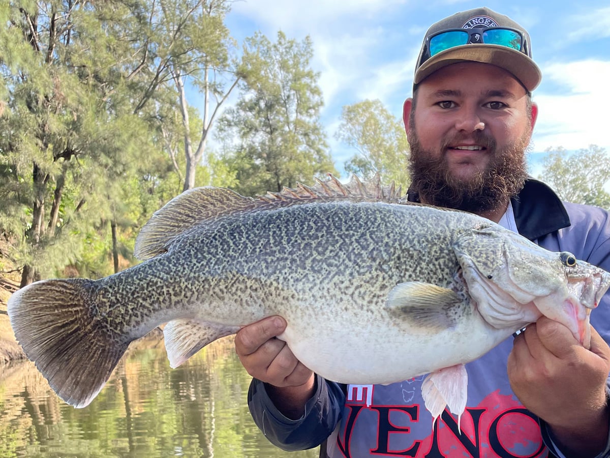 澳洲鼠患,澳洲鼠患成灾