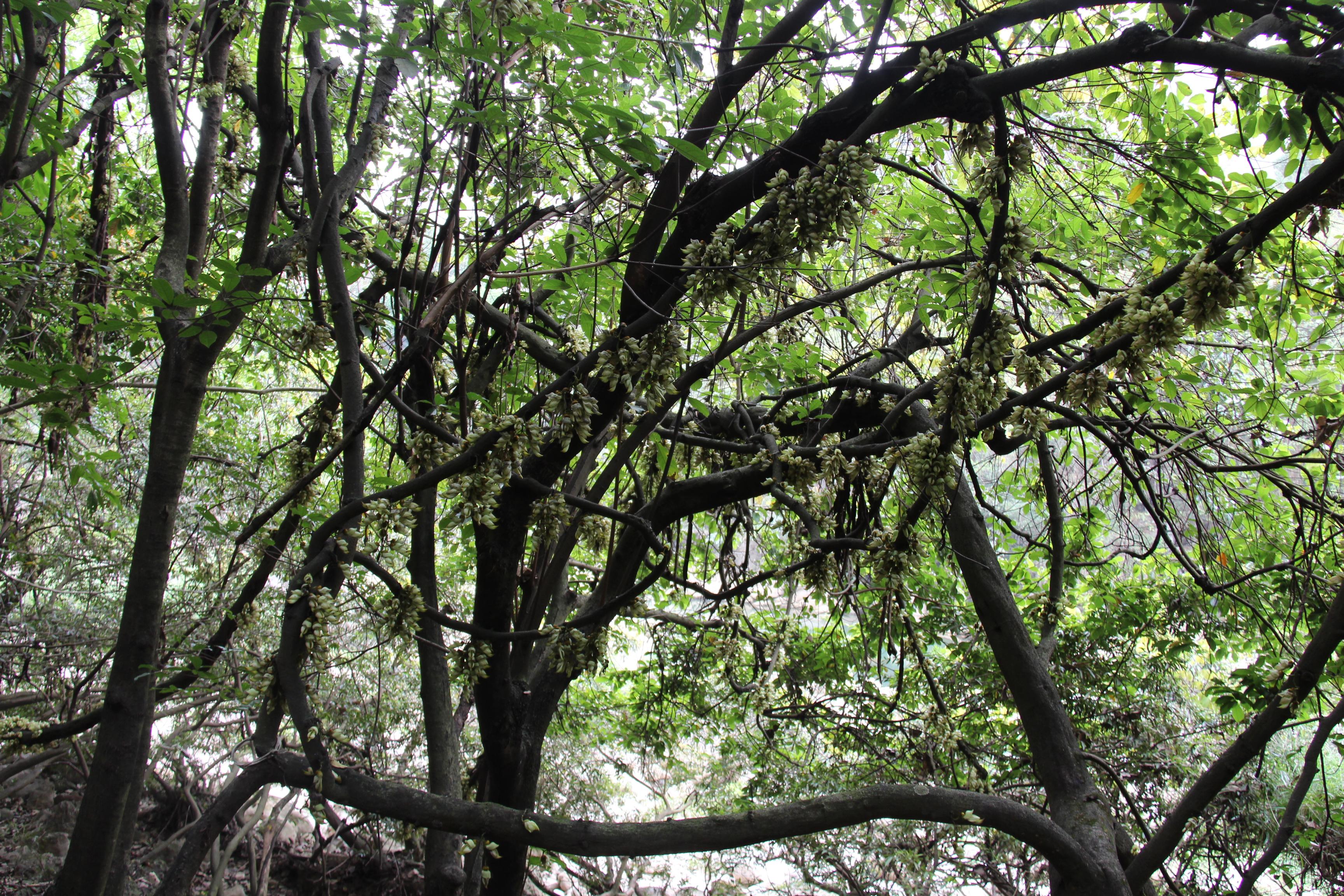贵州黄果树天星桥瀑布太美了,打卡贵州安顺黄果树大瀑布景点