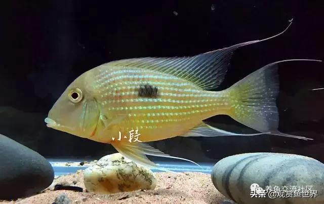 食土鲷一般多大尺寸,食土鲷哪个品种小一点