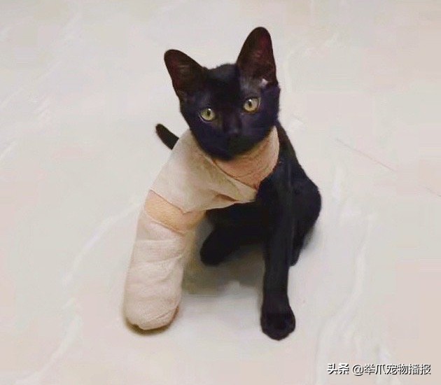 被萌化了的小动物,萌化了被宠物治愈的瞬间