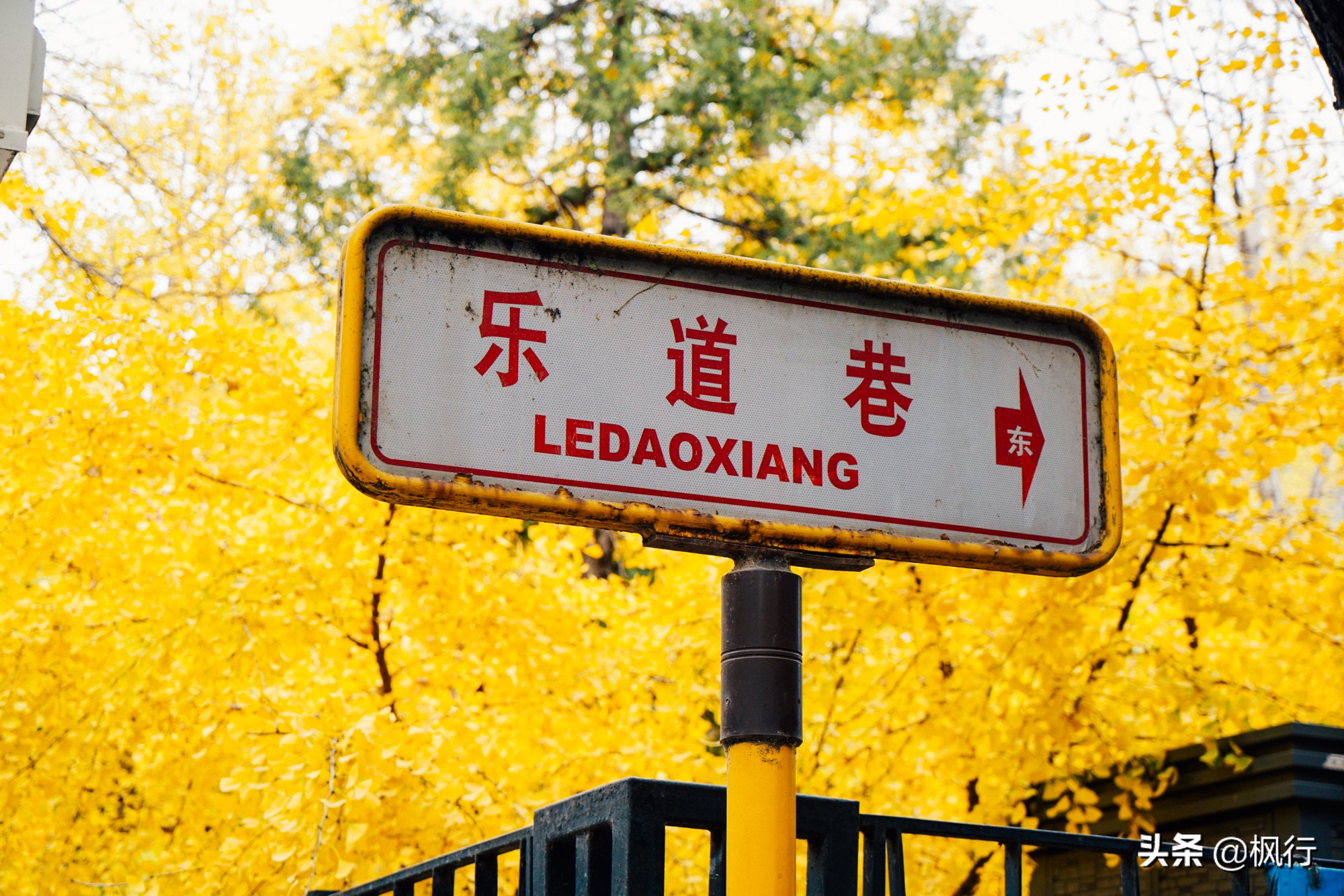 北京18个看银杏的好地方在哪,北京八大处看银杏攻略