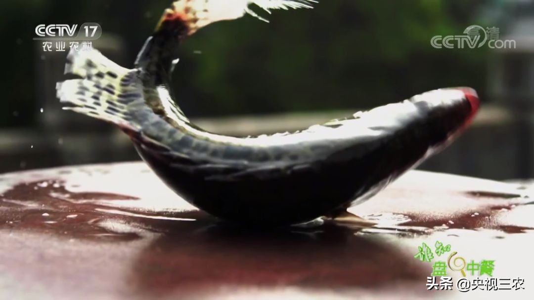 又臭又贵的臭鳜鱼,臭鳜鱼和桂鱼哪个贵呢