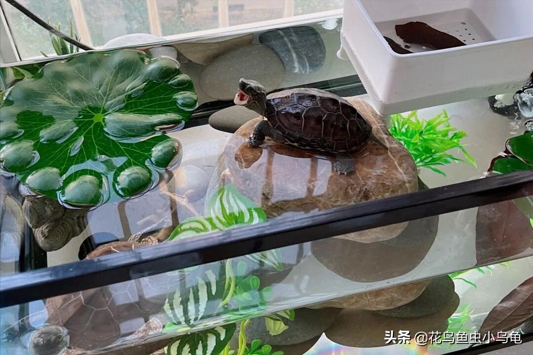 最常见的几种乌龟的品种,常见乌龟的种类及图片介绍