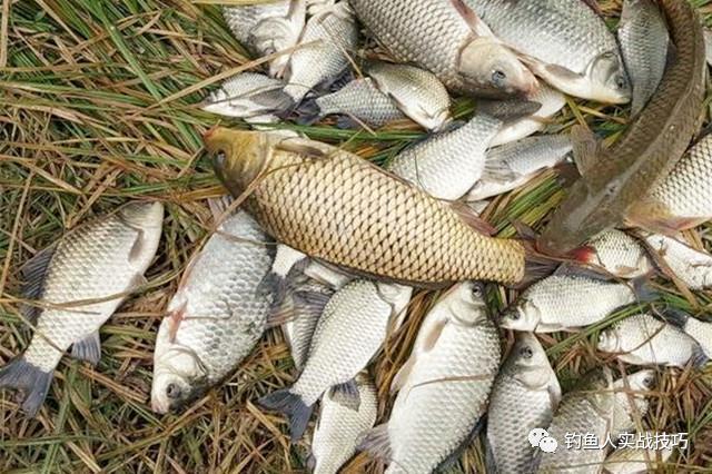 生鸡肝怎样开饵钓鲤鱼,鲜鸡肝如何开饵钓鱼