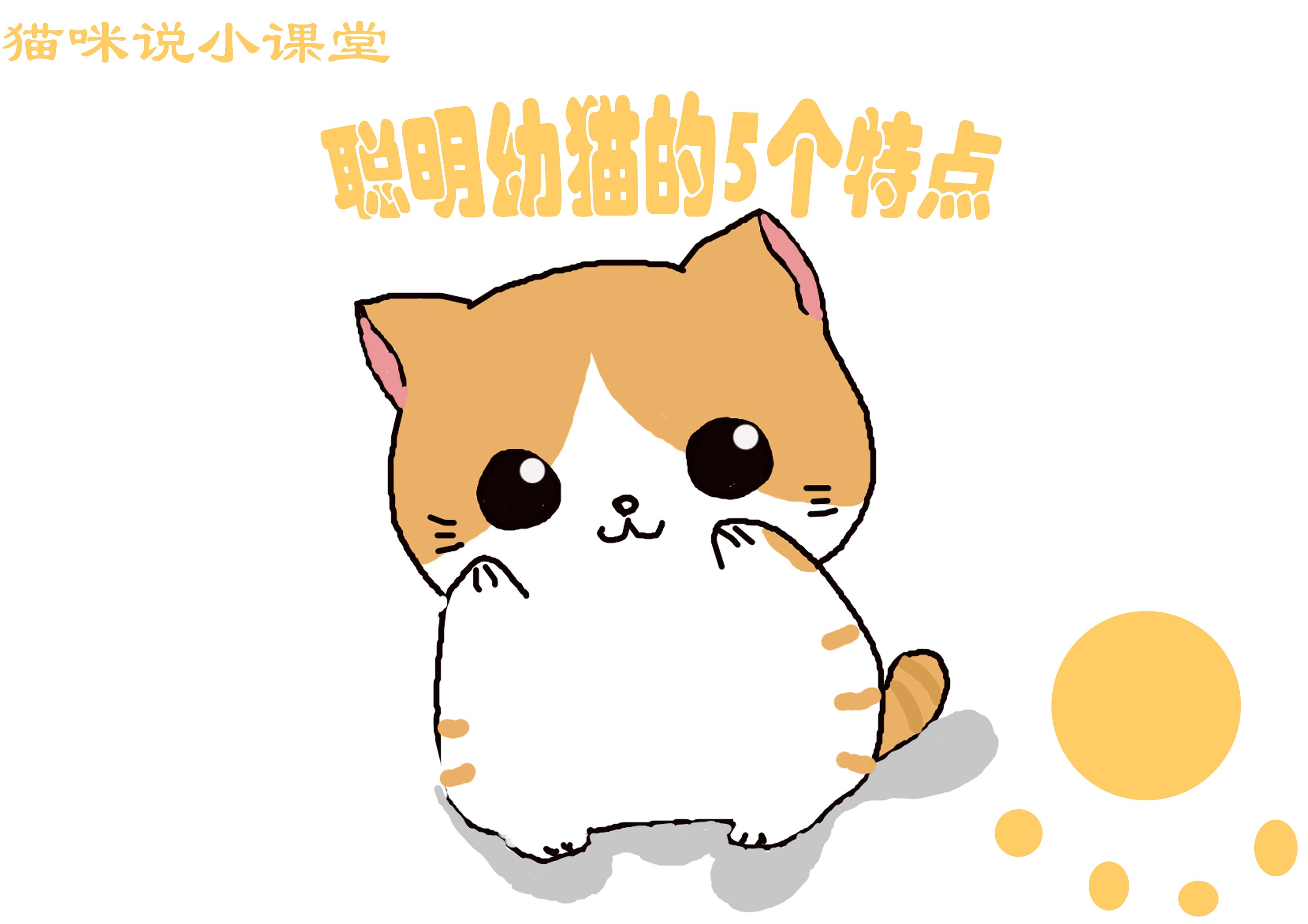 聪明猫都有哪些,聪明幼猫