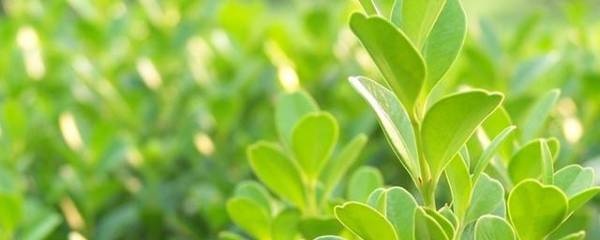 冬青黄叶落叶用什么杀菌剂,冬青出现黄叶用什么药