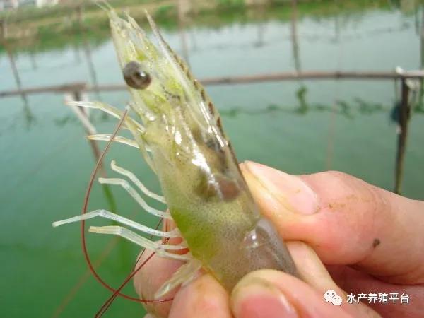 南美白对虾养殖怎样预防倒藻,对虾塘发生倒藻用什么药