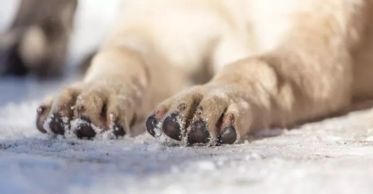 狗狗脚防烫伤,天气热狗狗脚烫伤怎么办