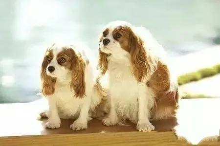 狗狗的品种大全,汪汪队狗狗品种