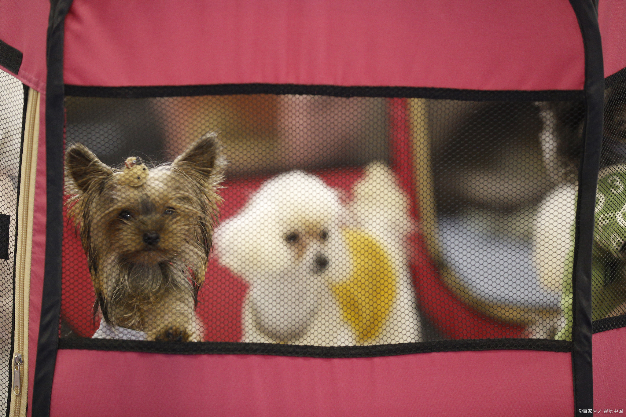 养泰迪犬的禁忌是什么呀,冬天养泰迪十大禁忌