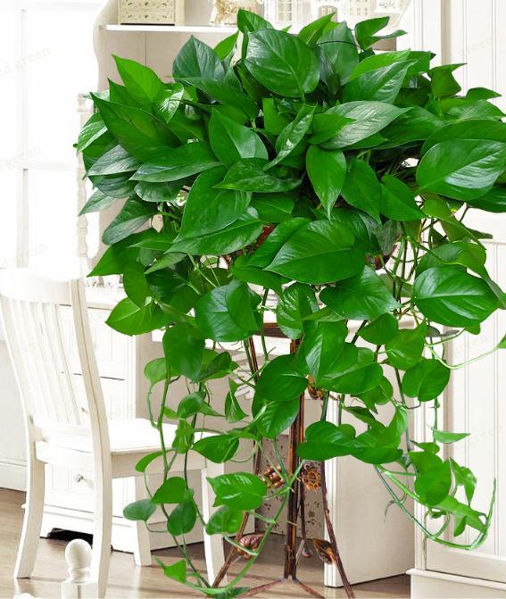 春天绿萝怎么养从以下几点入手,春天家里养绿萝7天喷一次叶面肥