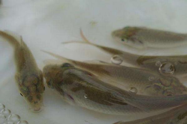 生态养殖鲤鱼怎么养,水库鲤鱼的养殖技术与管理