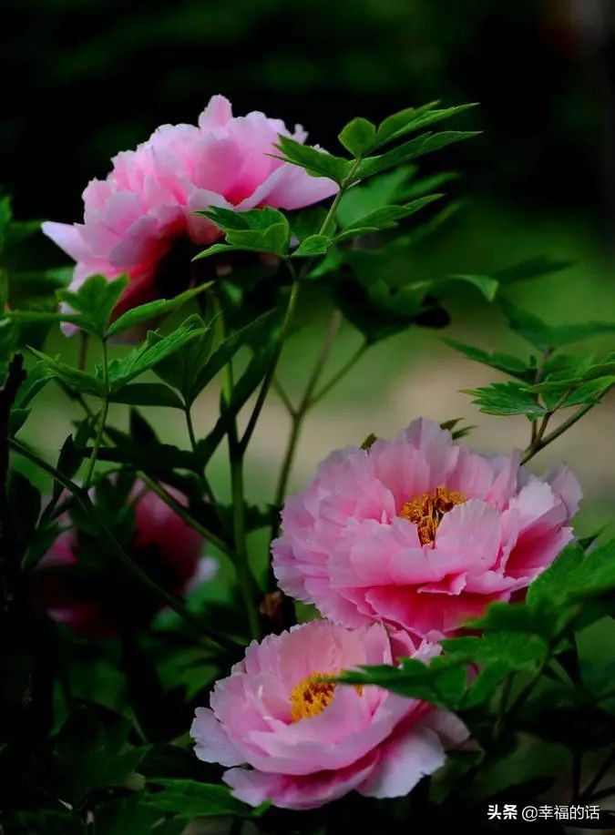 10大名花的美誉,10大名花10大名画配10首诗词