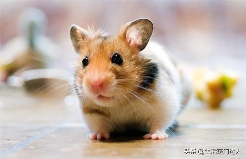 家里有老鼠教你一招全部消灭免费,家中有老鼠怎么一招消灭