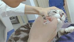 喂药时怎么让猫咪不乱动,喂药给猫方法