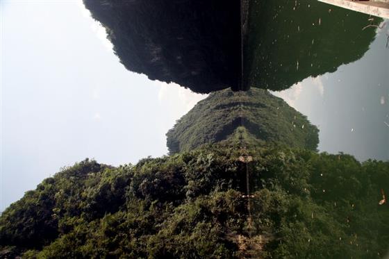 黄山的金凤凰,山沟里的金凤凰湖北