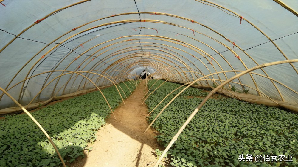 4个项目适合农村致富,农村冷门又赚钱的行业