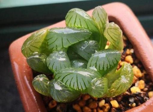 多肉玉露闷养最佳时间,养殖的多肉为什么叶子变黄