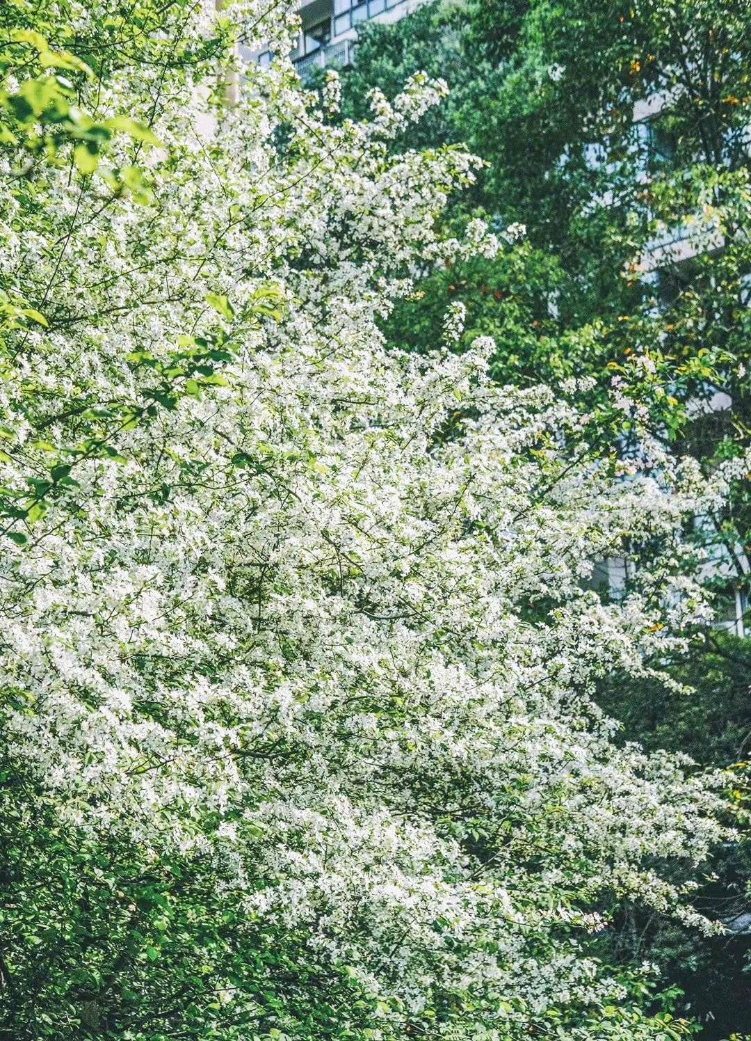 成都绿道被隔开,成都被3条路包围的楼盘