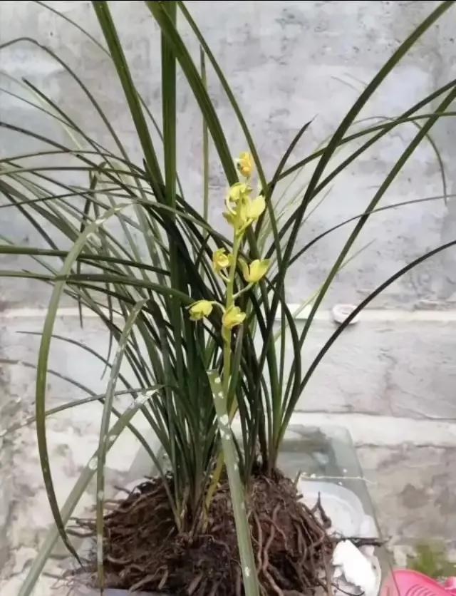 最贵的蕙兰多少钱一只,最便宜的蕙兰多少钱一株