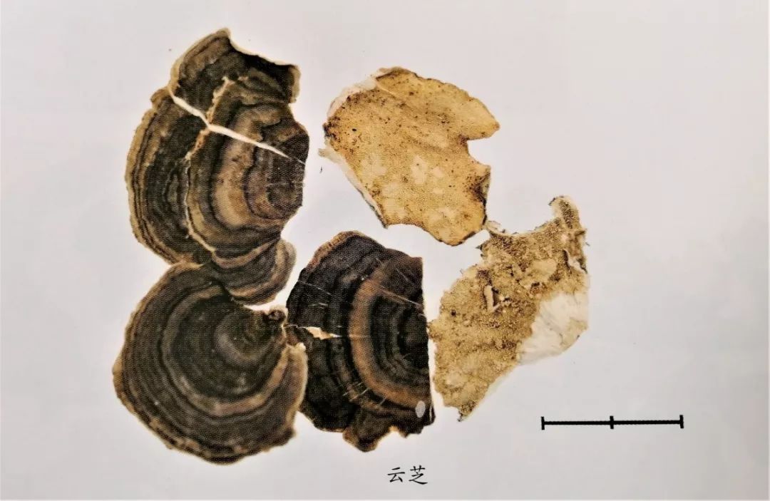 各种真菌抗癌对比,预防肿瘤的十种真菌