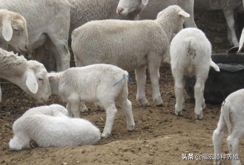 杜泊绵羊什么时候价格涨上来,杜泊绵羊是啥品种