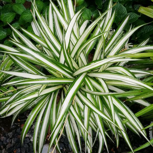 吊兰长了萝卜根还能水培吗,吊兰多久能长出萝卜根