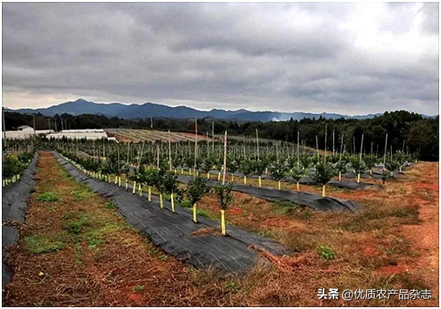柑橘园水肥一体化,展示最新柑橘建园技术