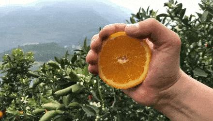 四五月份吃什么水果最当季,五月份不可错过的四种时令水果