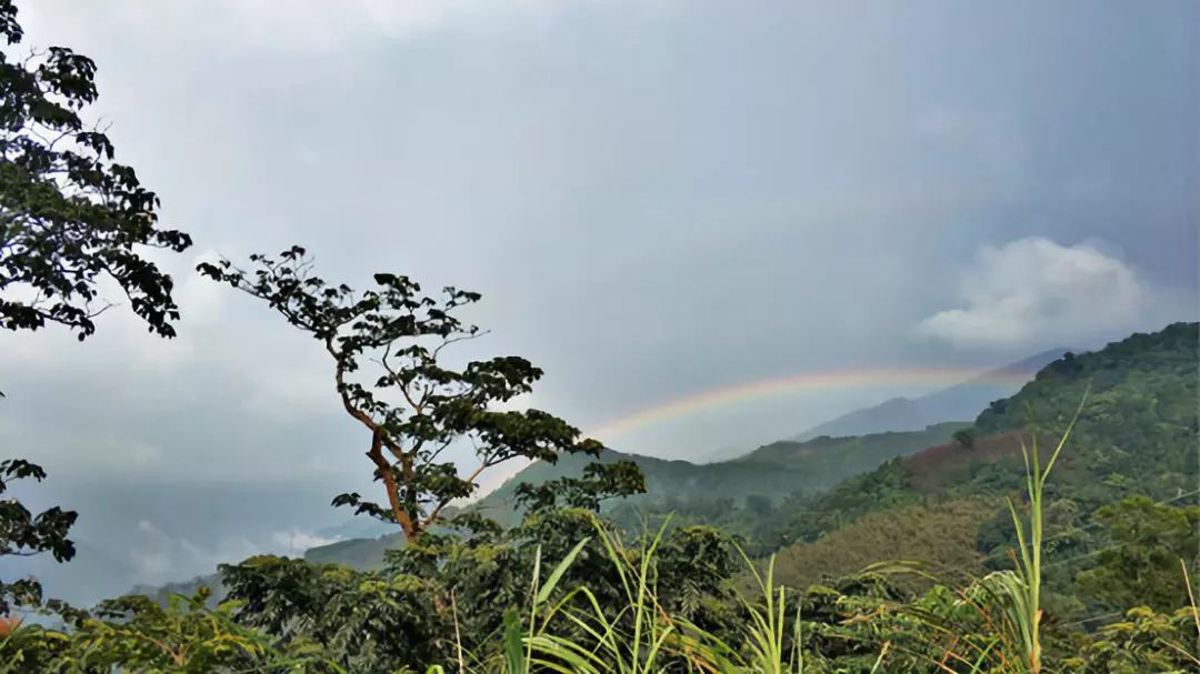 太有幸福感了！周杰伦同款奶茶喝到撑！攻略在此，拿走不谢