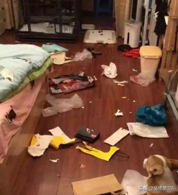 养猫咪怎么样才可以当铲屎官,新手养猫如何布置猫咪的房间