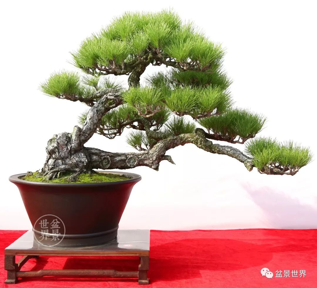 黑松盆景精品图片,黑松盆景精品欣赏