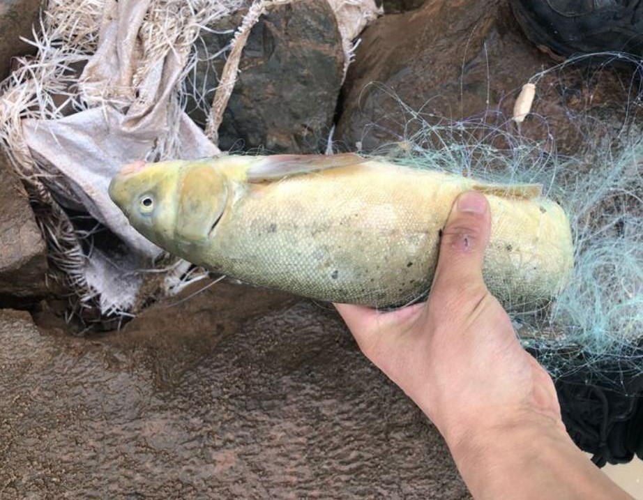 男子河边钓到娃娃鱼急得报警,四川男子钓到奇怪大鱼
