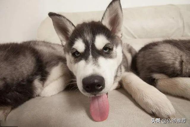 哈士奇最怕什么东西,哈士奇害怕的场面