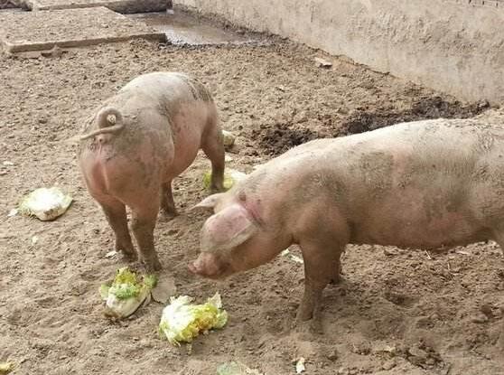 为什么怀孕母猪不能喂光玉米,怀孕母猪顽固性不吃食是什么原因