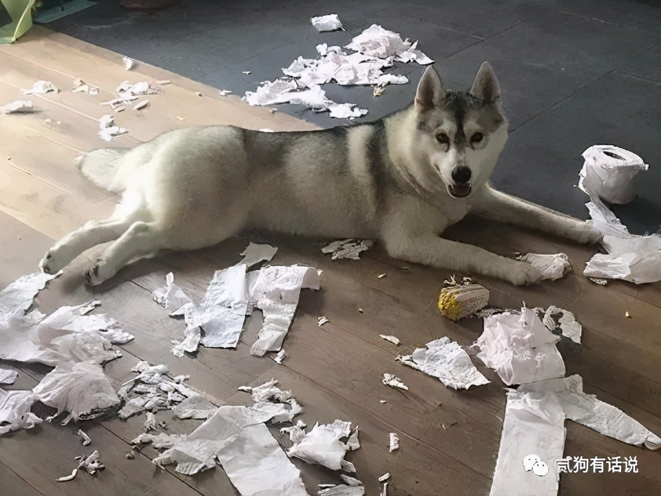 狗中奇葩哈士奇,狗界七大奇葩