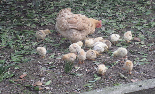 养鸡如何防止小鸡生病,小鸡生病治病小妙招