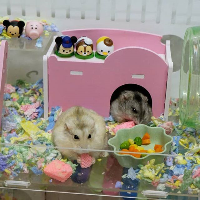 仓鼠养的太多了怎么办,仓鼠怎么养教你学会养鼠技巧