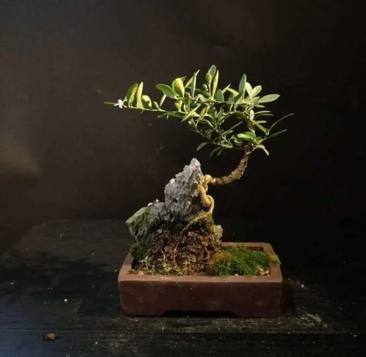 盆景素材十大排名 (什么盆景素材最好)