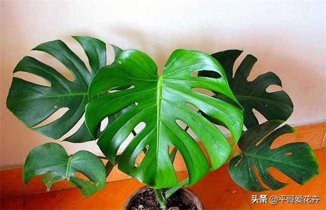 龟背竹叶片发黑是什么原因,龟背竹叶片发黄解决方法