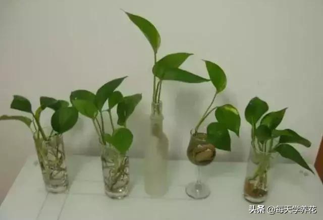 水培绿萝黄叶怎么治疗让它变绿,水培绿萝不长还黄叶什么原因