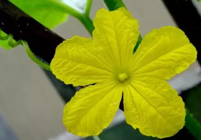 我国很多成语与植物有关,汉语成语中的植物文化