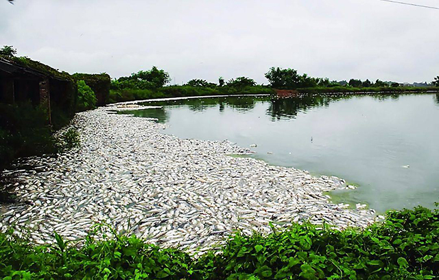 草鱼发病的最佳治疗方法,草鱼苗下塘后陆续死亡
