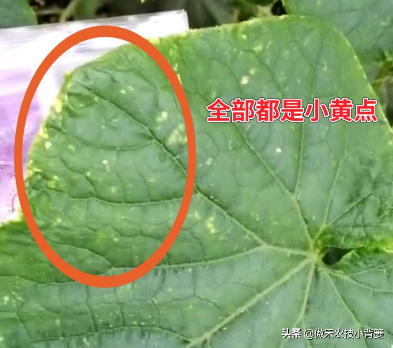 叶片上出现黄斑点是什么病,叶片有黄斑白斑怎么办